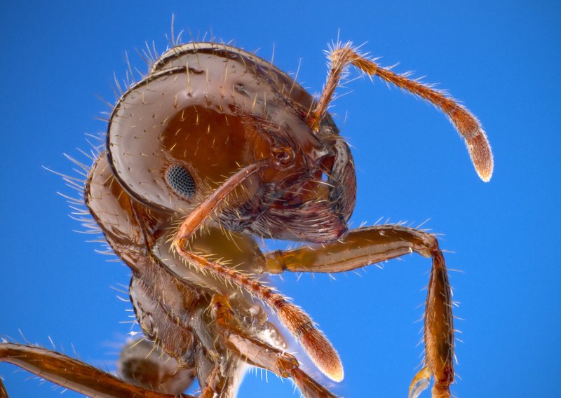 Arbeiterin der Roten Feuerameise Solenopsis invicta