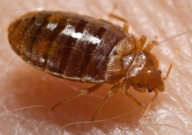 Adulte Bettwanze Cimex lectularius mit flachem ovalem Körper