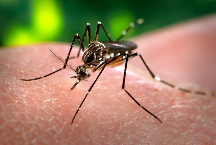 Aedes aegypti Stechmücke auf menschlicher Haut