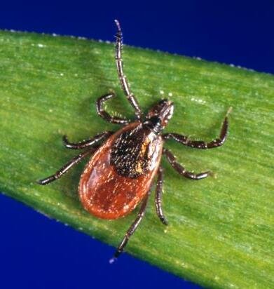 Adulte weibliche Hirschzecke Ixodes scapularis